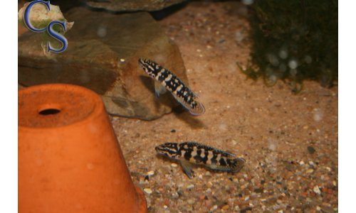 Julidochromis transcriptus gombe